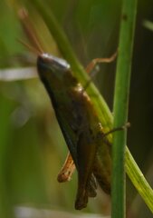 Dichromorpha elegans