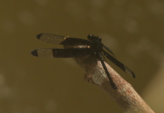 Dysphaea dimidiata
