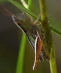 Dichromorpha elegans