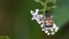 Lasiotrichius succinctus