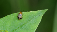 Paridea angulicollis
