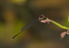 Prodasineura verticalis