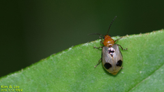 Paridea angulicollis
