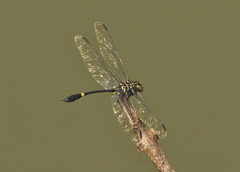 Gomphidictinus perakensis