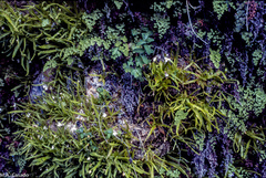 Pinguicula vallisneriifolia