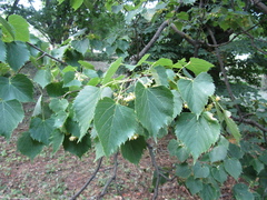 Tilia mongolica