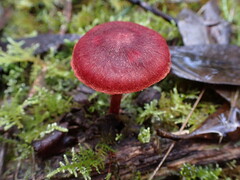 Cortinarius kula