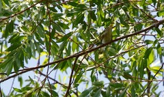 Phylloscopus examinandus