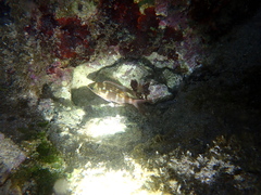 Epinephelus fasciatus