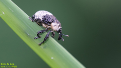 Sternuchopsis trifida