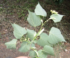 Tilia mongolica