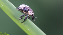 Sternuchopsis trifida