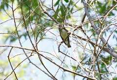 Phylloscopus examinandus