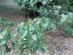 Tilia mongolica