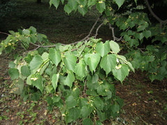 Tilia mongolica