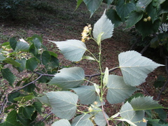 Tilia mongolica