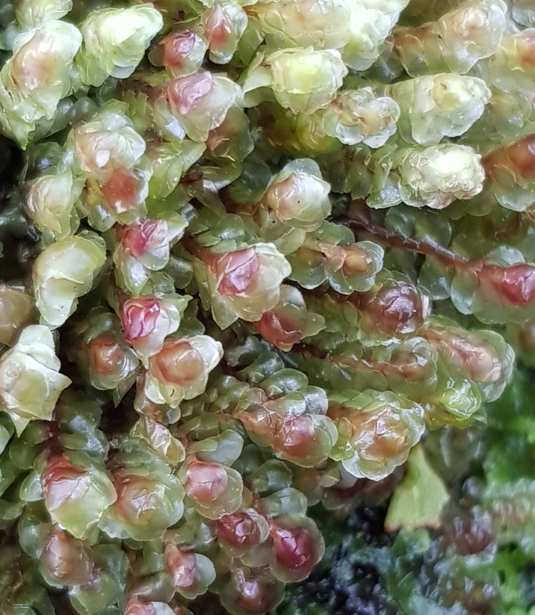 Scapania undulata