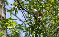 Phylloscopus examinandus