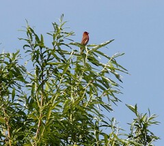 Carpodacus erythrinus grebnitskii