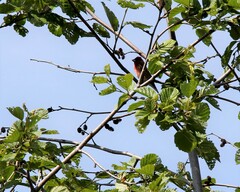 Carpodacus erythrinus grebnitskii