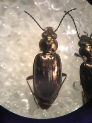 Bembidion obliquum