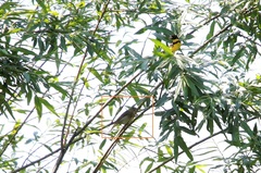 Carpodacus erythrinus grebnitskii