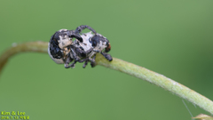 Sternuchopsis trifida
