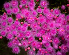 Verticordia monadelpha