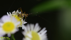 Phaneroptera nigroantennata