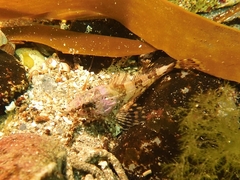 Taurulus bubalis