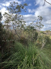 Eucalyptus crenulata