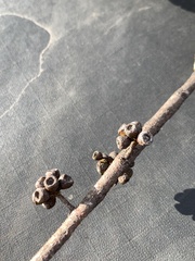 Eucalyptus crenulata