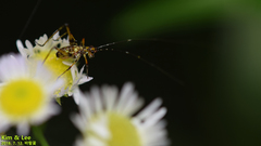 Phaneroptera nigroantennata