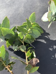 Eucalyptus crenulata