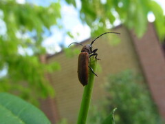 Anaesthetis testacea