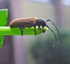 Anaesthetis testacea