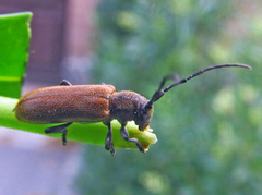 Anaesthetis testacea