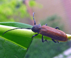 Anaesthetis testacea