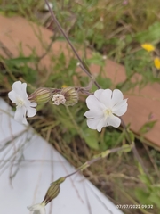 Silene latifolia