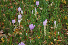Colchicum autumnale