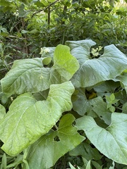Petasites spurius