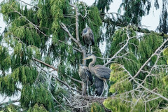 Ardea herodias fannini