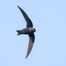 Cypseloides Swifts - Photo (c) Frank Lin, some rights reserved (CC BY-NC), uploaded by Frank Lin