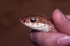 Leioheterodon geayi
