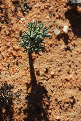 Eriospermum cervicorne