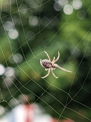 Zygiella x-notata