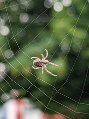 Zygiella x-notata