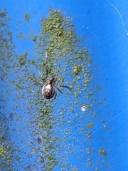 Zygiella x-notata