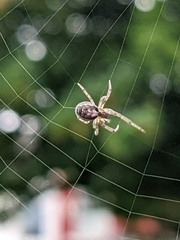 Zygiella x-notata