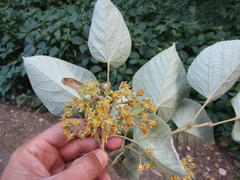 Tilia mandshurica